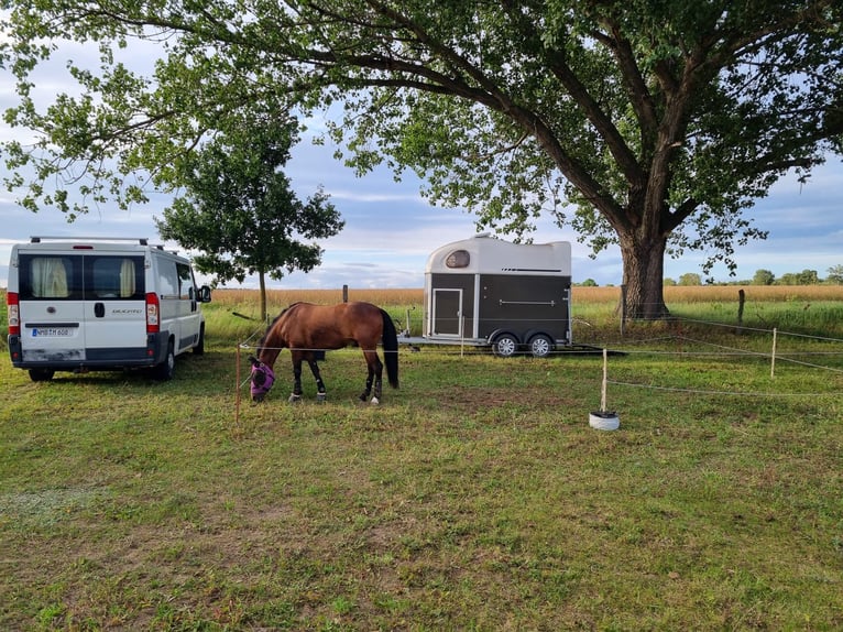 German Riding Pony Gelding 15 years 13.3 hh Brown in Mertendorf