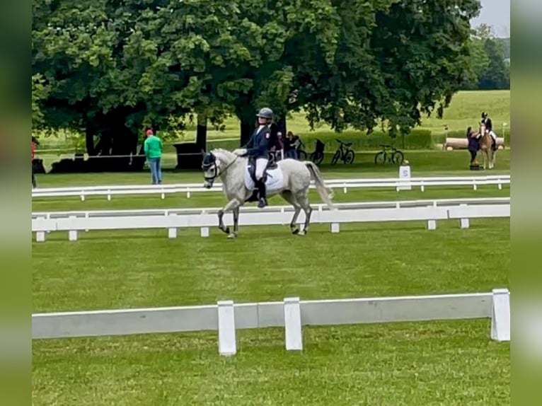 German Riding Pony Gelding 15 years 13,1 hh Roan-Blue in Niddatal