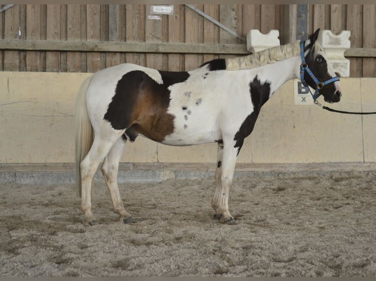 German Riding Pony Gelding 15 years 13,2 hh Pinto in W&#xFC;rzburg
