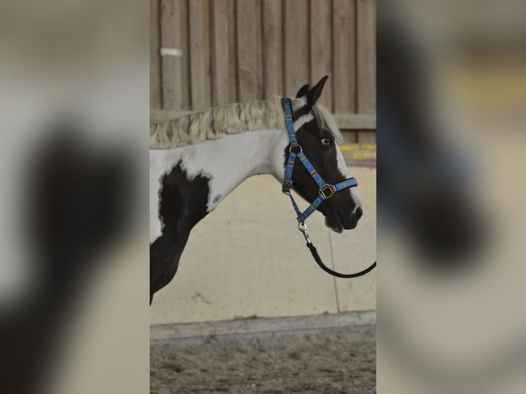 German Riding Pony Gelding 15 years 13,2 hh Pinto in W&#xFC;rzburg