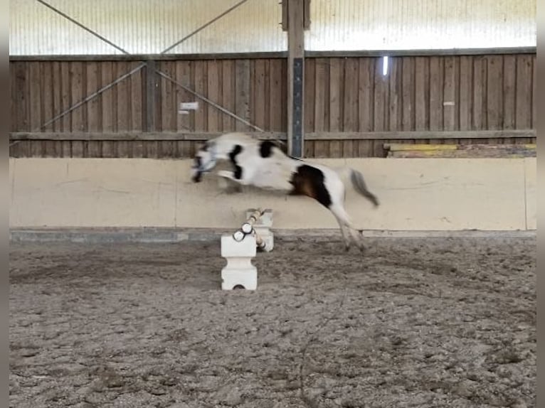 German Riding Pony Gelding 15 years 13,2 hh Pinto in W&#xFC;rzburg