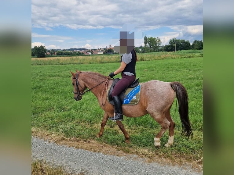 German Riding Pony Mix Gelding 15 years 13,3 hh  in Neufahrn in Niederbayern