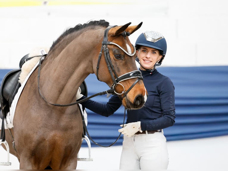 German Riding Pony Gelding 15 years 14.1 hh Bay-Dark in Marsberg