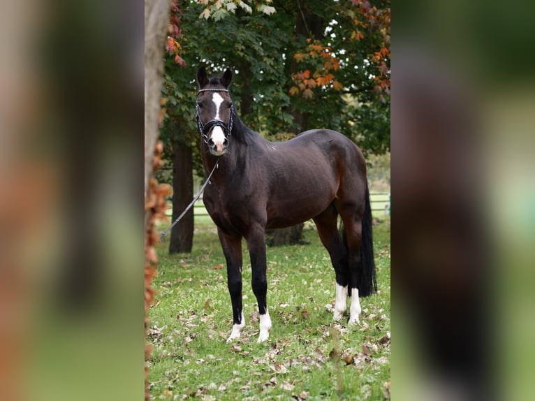 German Riding Pony Gelding 15 years 14,1 hh Bay-Dark in Dülmen