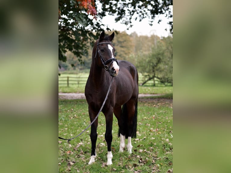 German Riding Pony Gelding 15 years 14,1 hh Bay-Dark in Dülmen