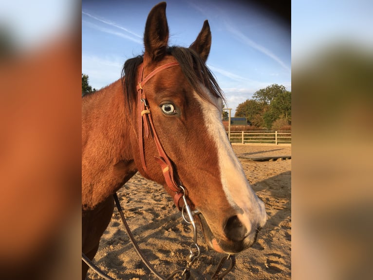 German Riding Pony Gelding 15 years 14.1 hh Brown in Börm