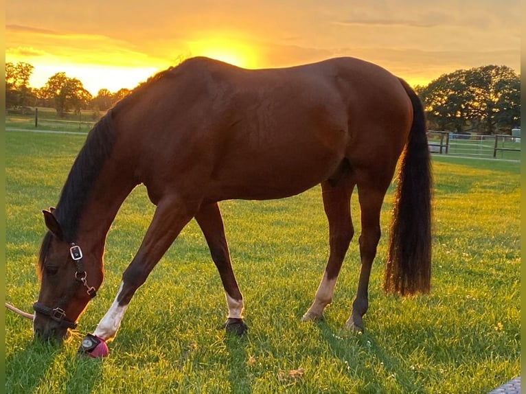 German Riding Pony Gelding 15 years 14,1 hh Brown in Hamburg