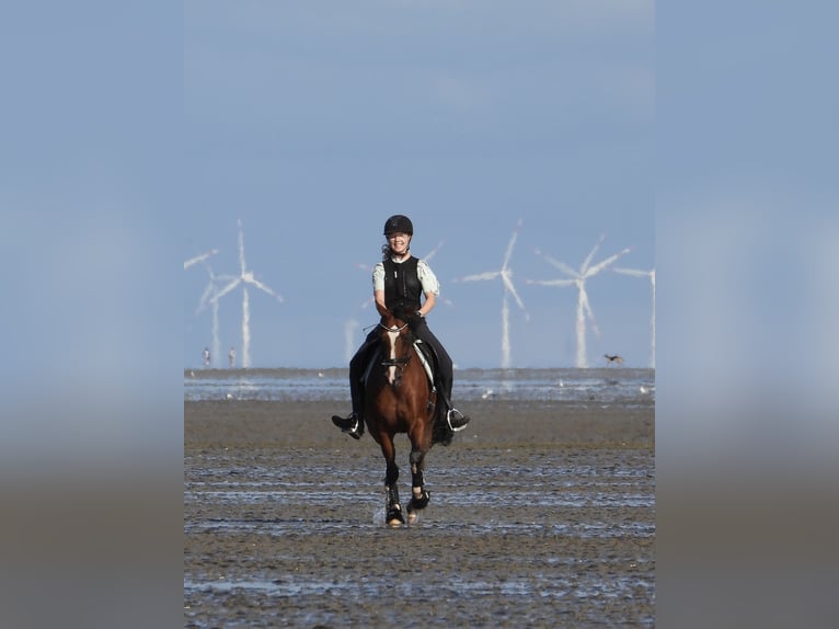 German Riding Pony Gelding 15 years 14,1 hh Brown in Hamburg