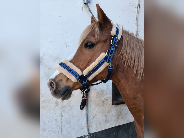 German Riding Pony Gelding 15 years 14.1 hh Chestnut-Red in Bodenfelde