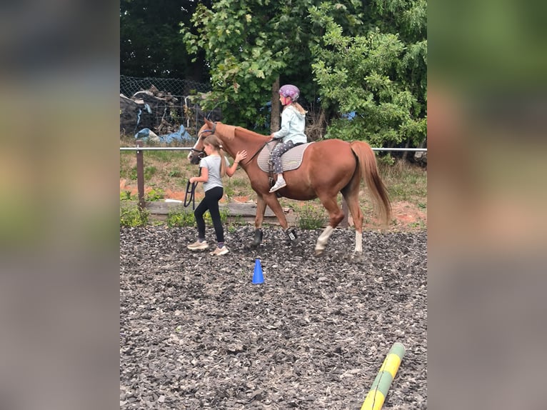 German Riding Pony Gelding 15 years 14.1 hh Chestnut-Red in Bodenfelde