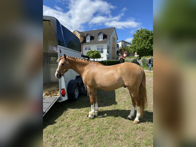 German Riding Pony Gelding 15 years 14,1 hh Dun in Frankfurt am Main