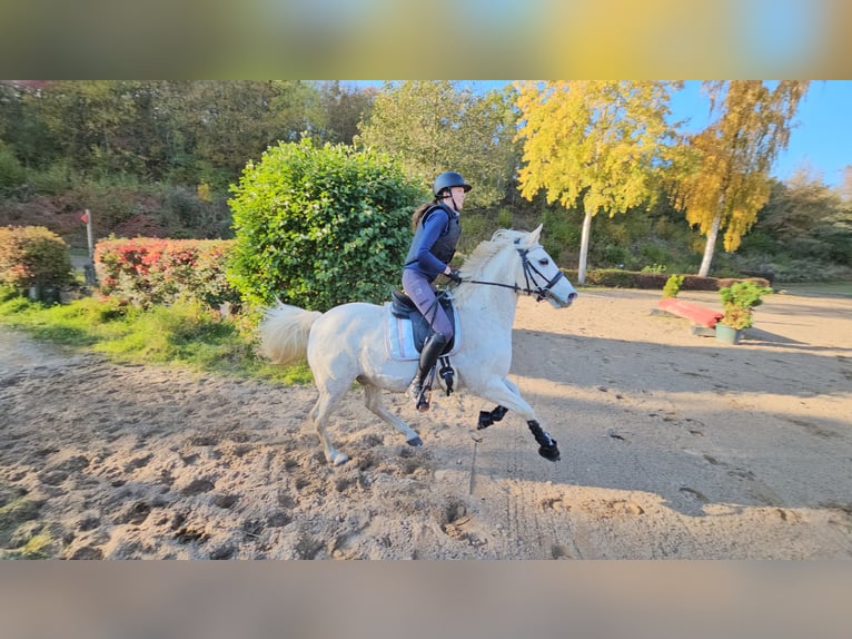 German Riding Pony Gelding 15 years 14,1 hh Gray in Pansdorf, Holstein