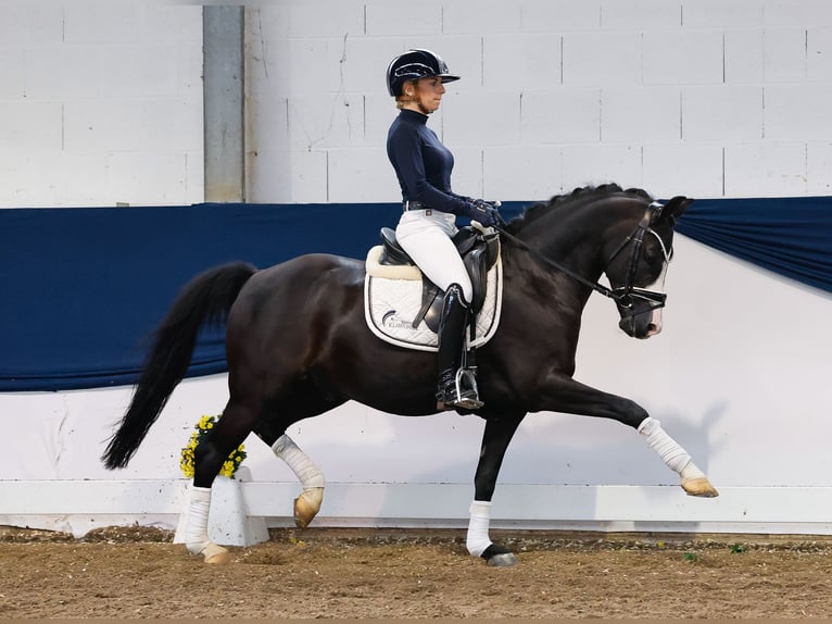 German Riding Pony Gelding 15 years 14,1 hh Smoky-Black in Marsberg