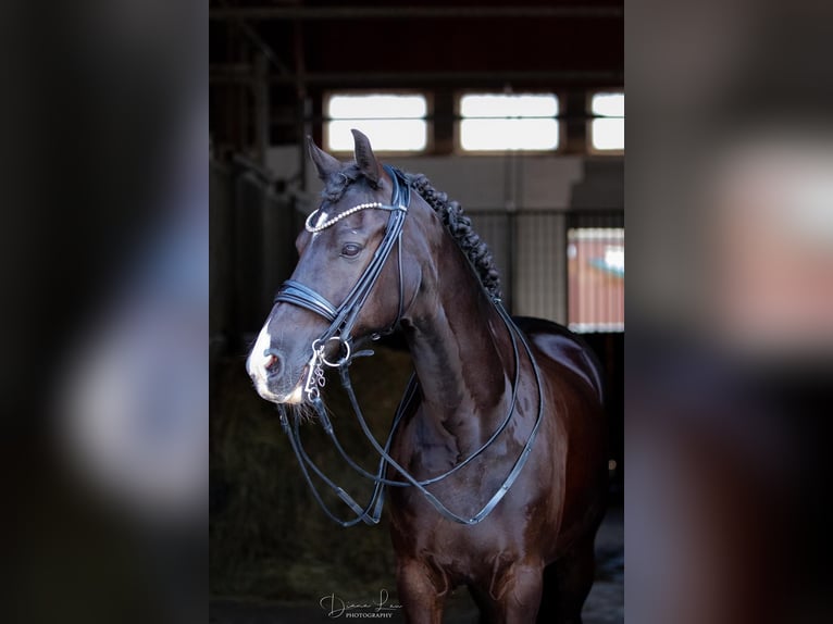 German Riding Pony Gelding 15 years 14,2 hh Black in Braunschweig