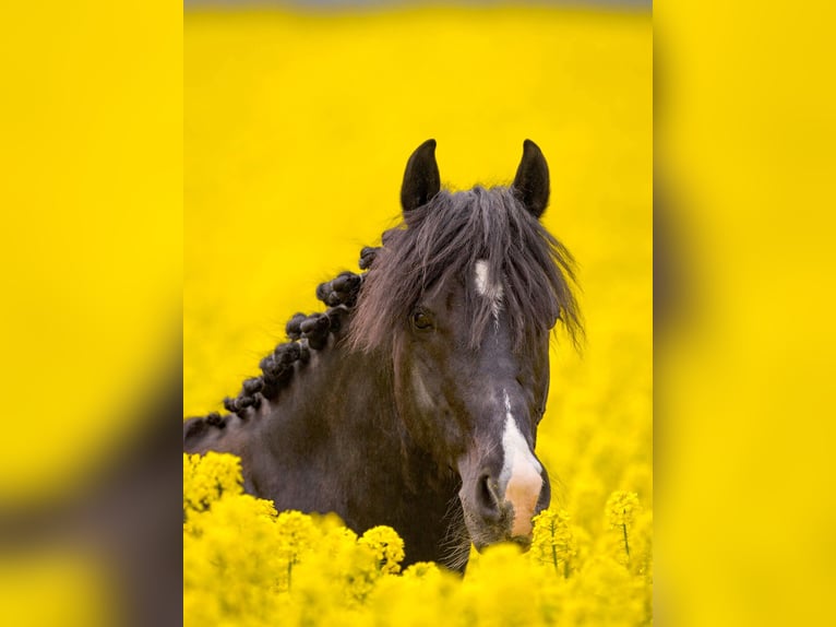 German Riding Pony Gelding 15 years 14,2 hh Black in Braunschweig