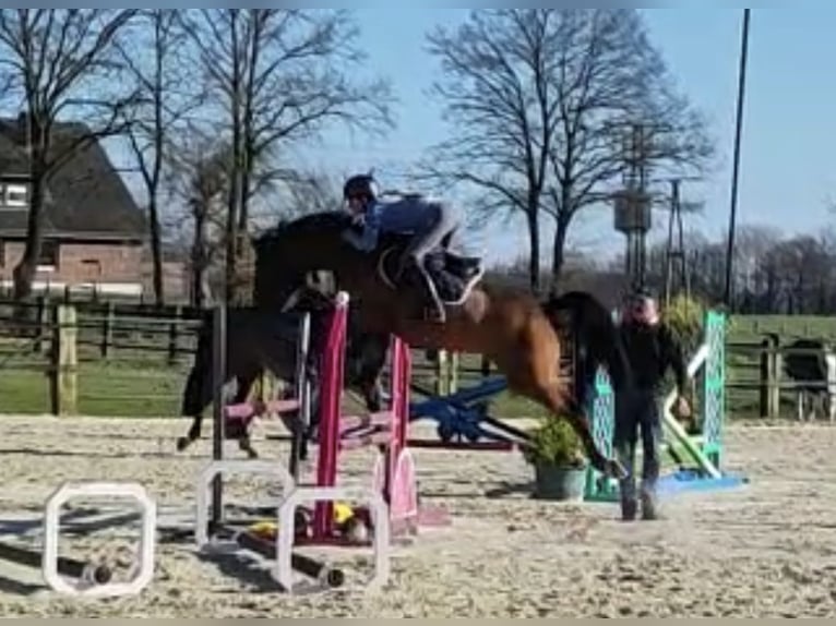 German Riding Pony Gelding 15 years 14,2 hh Brown in Geldern