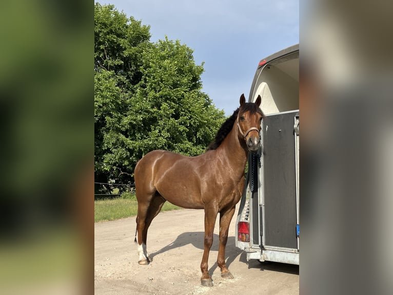 German Riding Pony Gelding 15 years 14.2 hh Chestnut in Rehfelde