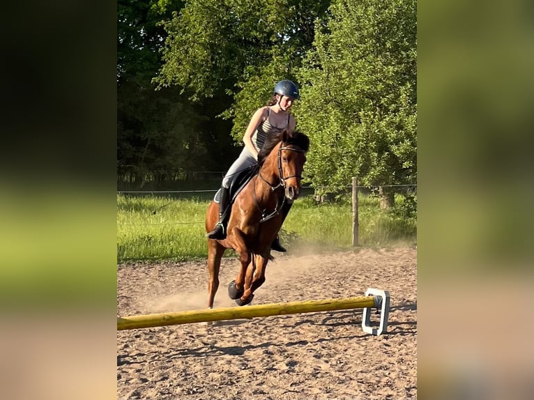 German Riding Pony Gelding 15 years 14.2 hh Chestnut in Rehfelde