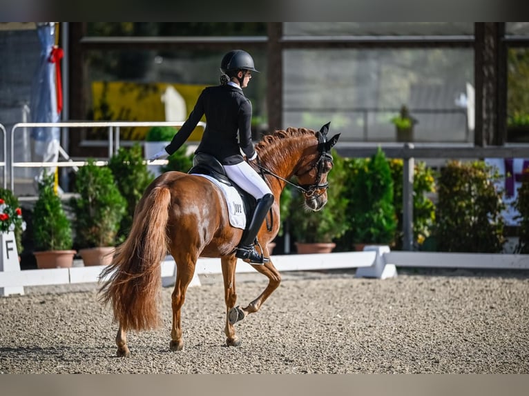 German Riding Pony Gelding 15 years 14,2 hh Chestnut-Red in Malans GR