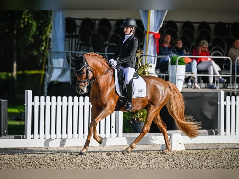 German Riding Pony Gelding 15 years 14,2 hh Chestnut-Red in Malans GR