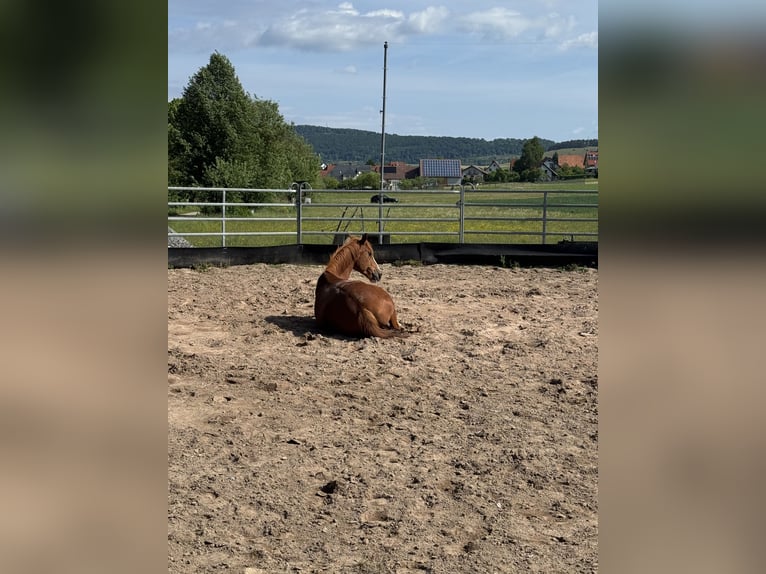 German Riding Pony Gelding 15 years 14.2 hh Chestnut-Red in Kaltensundheim