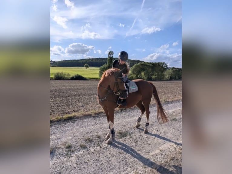 German Riding Pony Gelding 15 years 14.2 hh Chestnut-Red in Kaltensundheim