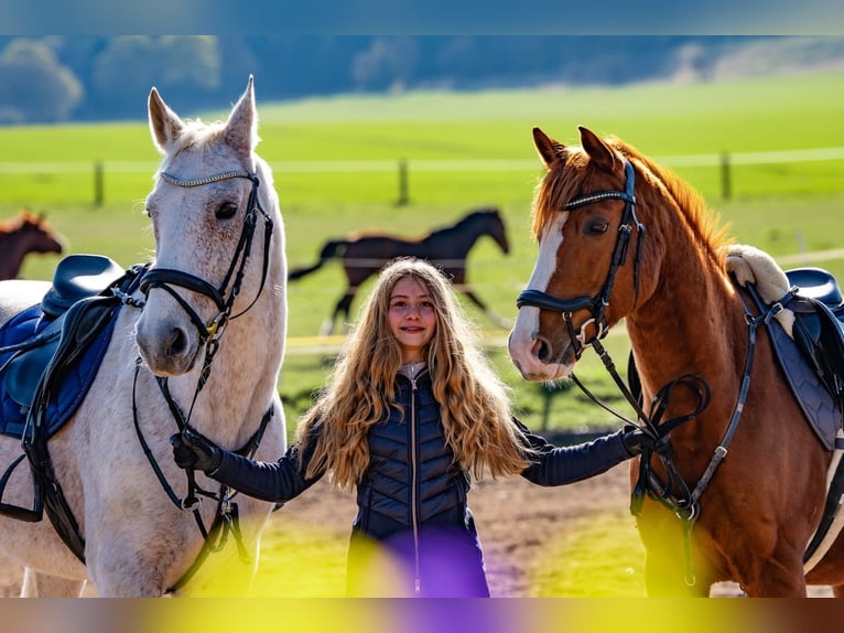 German Riding Pony Gelding 15 years 14.2 hh Chestnut-Red in Kaltensundheim