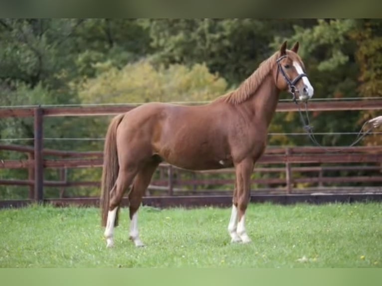 German Riding Pony Gelding 15 years 14.2 hh Chestnut-Red in Kaltensundheim