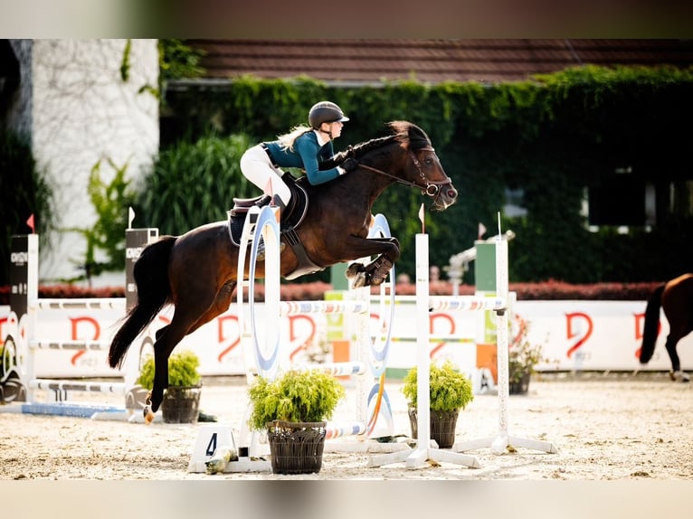 German Riding Pony Gelding 15 years 14,2 hh Smoky-Black in Strzelce Krajeńskie