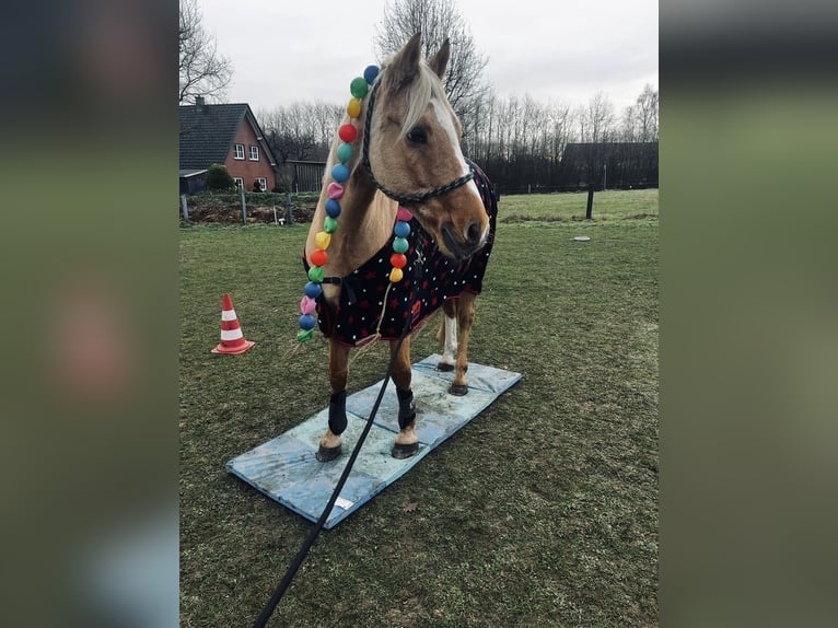 German Riding Pony Gelding 15 years 14.3 hh Palomino in Emsdetten