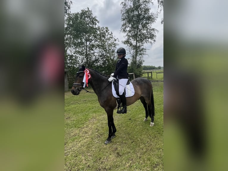 German Riding Pony Gelding 15 years 14 hh Brown in Meppen