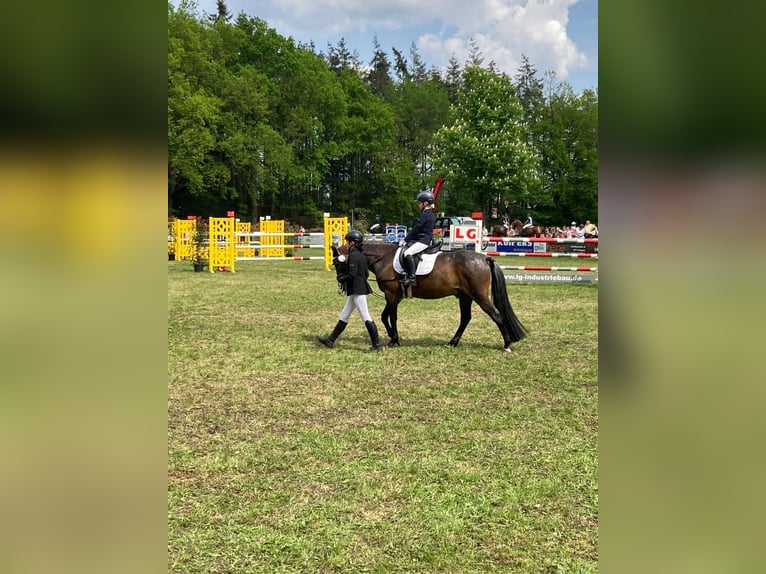 German Riding Pony Gelding 15 years 14 hh Brown in Meppen