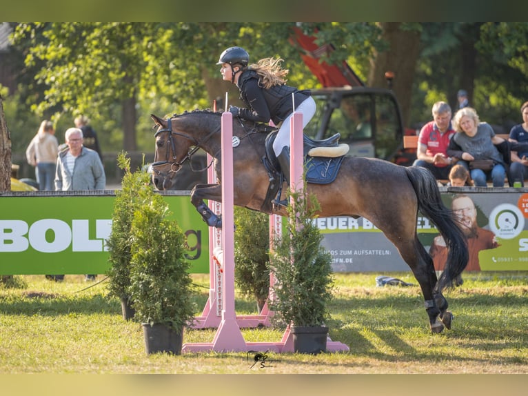 German Riding Pony Gelding 15 years 14 hh Brown in Meppen