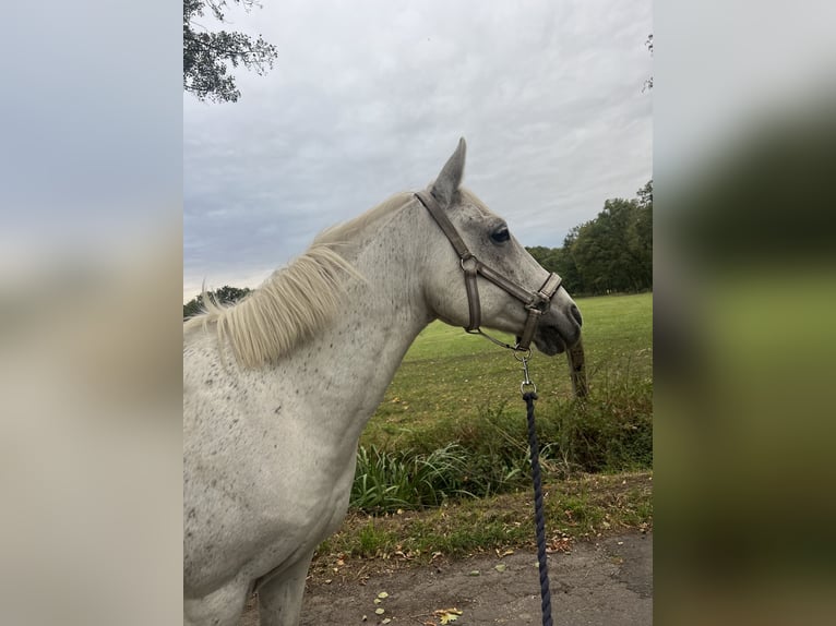 German Riding Pony Gelding 15 years 14 hh Grey in Garbsen
