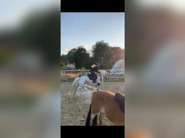 German Riding Pony Gelding 15 years 14 hh Grey in Garbsen