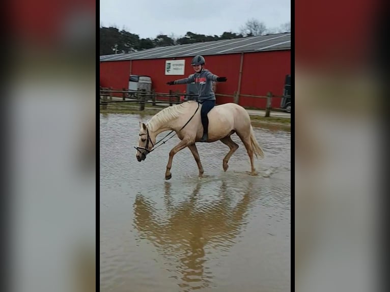 German Riding Pony Gelding 15 years 14 hh Palomino in Borken