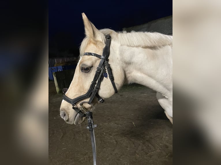 German Riding Pony Gelding 15 years 14 hh Palomino in Borken