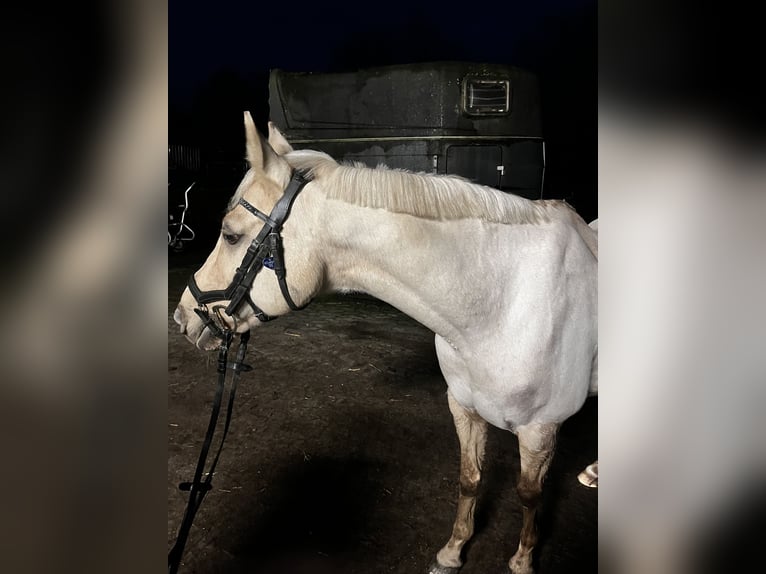 German Riding Pony Gelding 15 years 14 hh Palomino in Borken