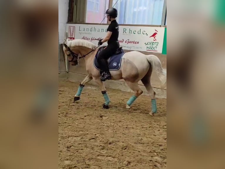 German Riding Pony Gelding 15 years 14 hh Palomino in Borken