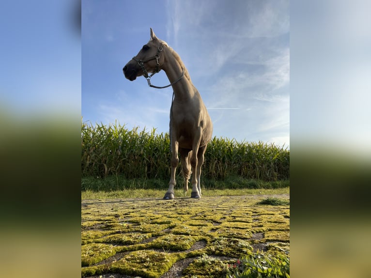 German Riding Pony Gelding 15 years 14 hh Palomino in Borken