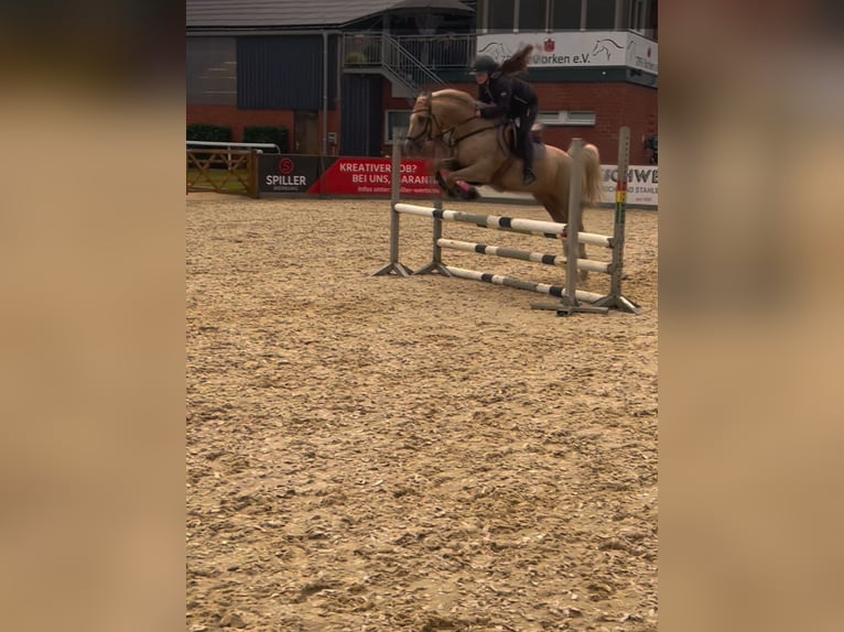 German Riding Pony Gelding 15 years 14 hh Palomino in Borken