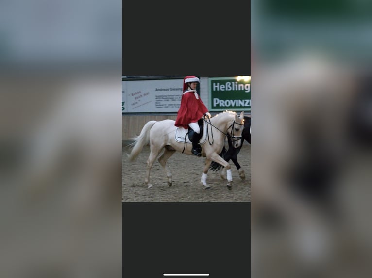 German Riding Pony Gelding 15 years 14 hh Palomino in Borken