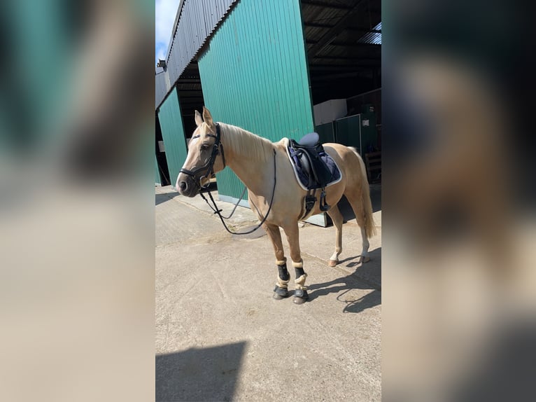 German Riding Pony Gelding 15 years 14 hh Palomino in Borken