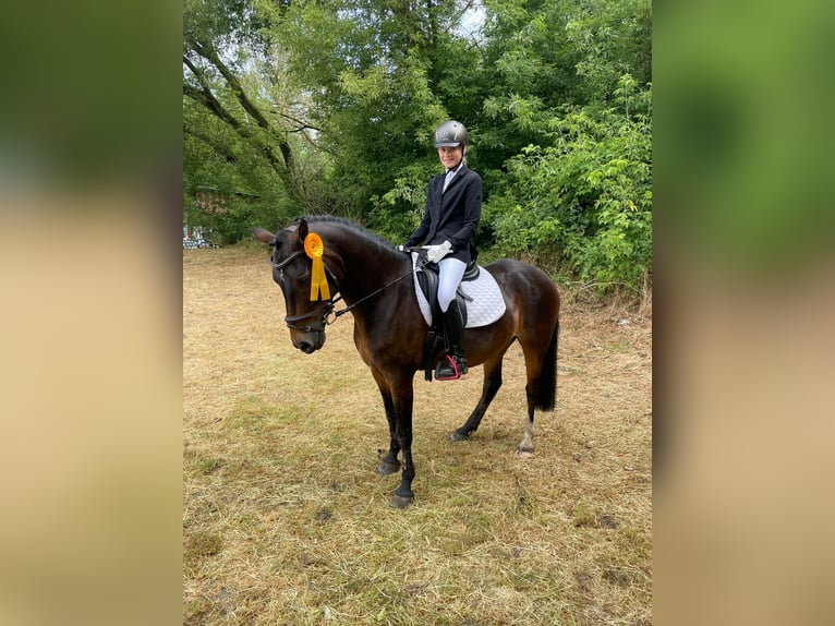 German Riding Pony Gelding 15 years 14 hh in Planebruch