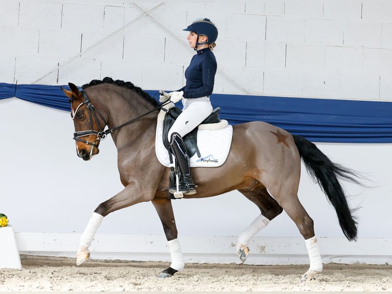 German Riding Pony Gelding 15 years 14,1 hh Bay-Dark in Marsberg