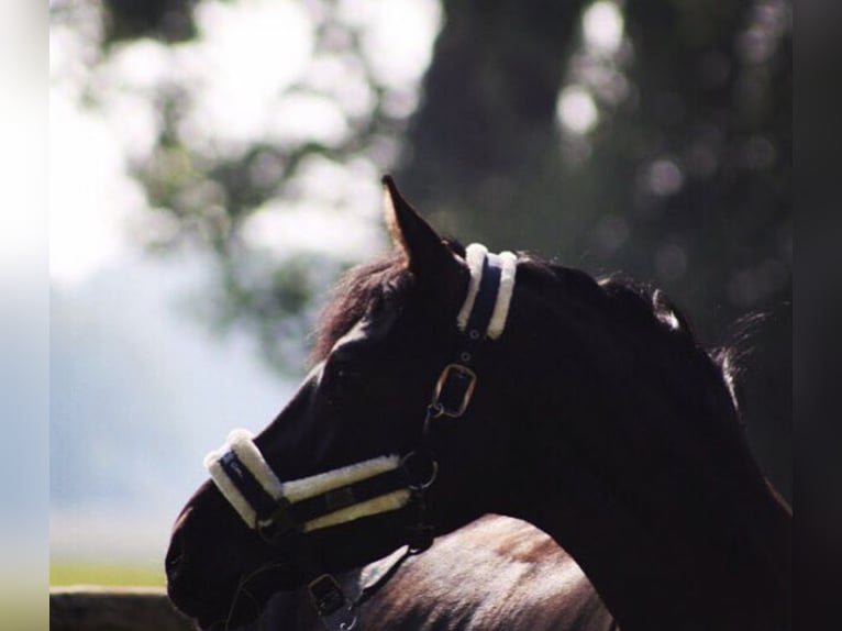German Riding Pony Gelding 15 years 14,1 hh Black in Ganderkesee