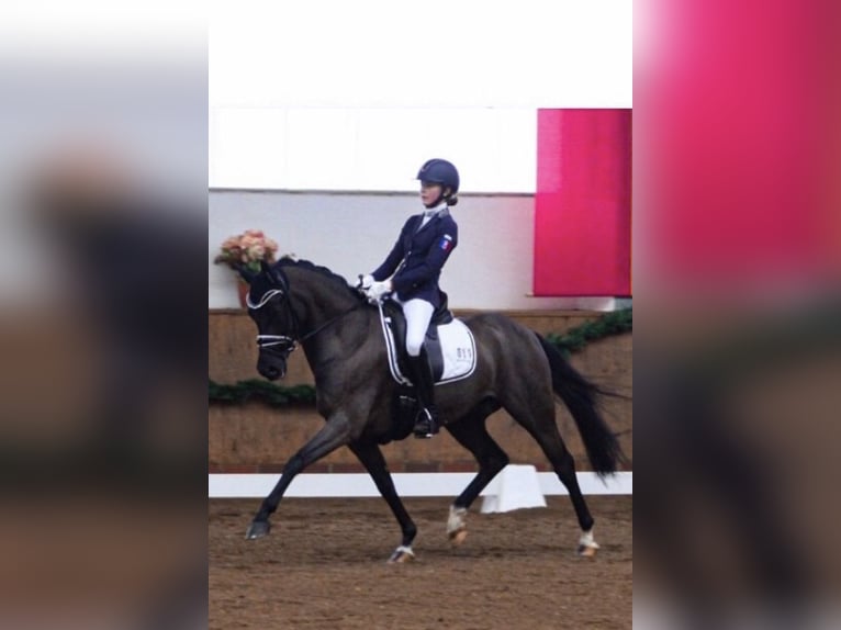 German Riding Pony Gelding 15 years 14,1 hh Black in Ganderkesee