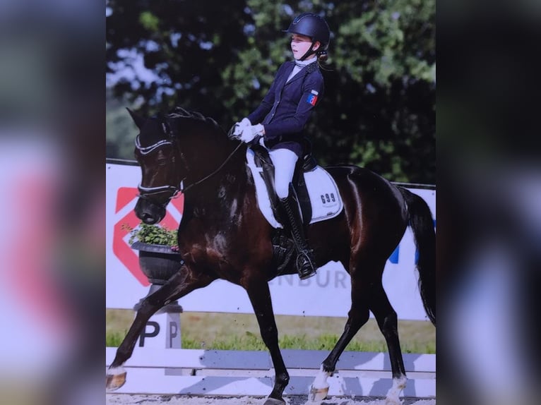 German Riding Pony Gelding 15 years 14,1 hh Black in Ganderkesee