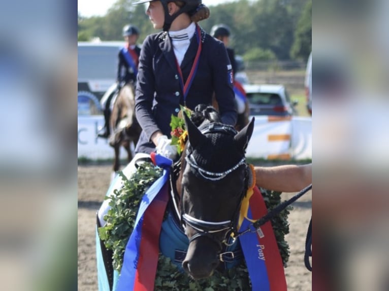 German Riding Pony Gelding 15 years 14,1 hh Black in Ganderkesee