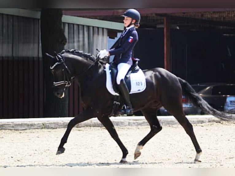 German Riding Pony Gelding 15 years 14,1 hh Black in Ganderkesee